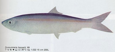 Dussumieria hasselti